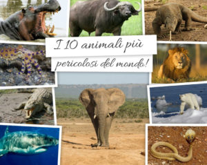 I 10 animali più pericolosi del mondo